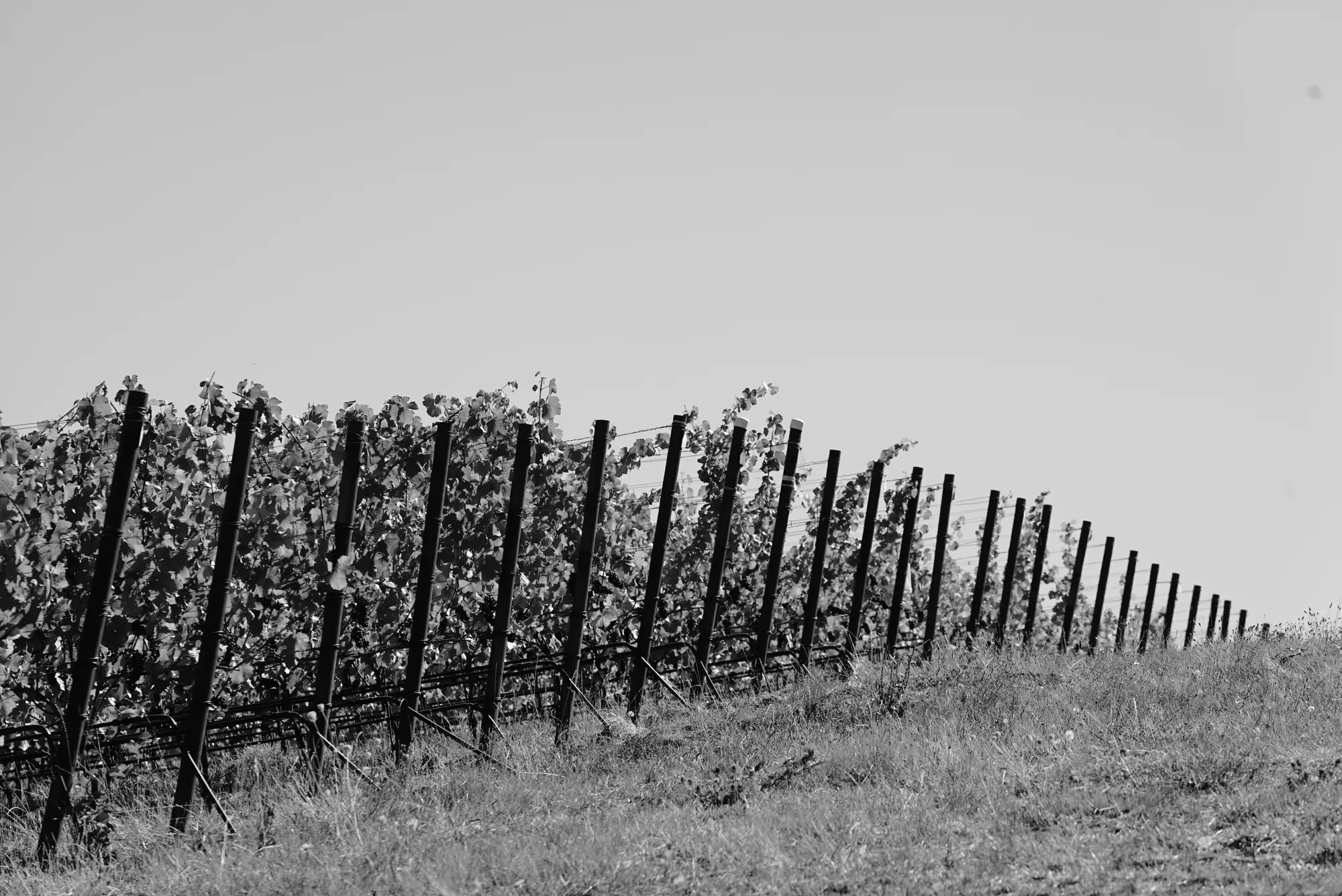 Vineyard posts