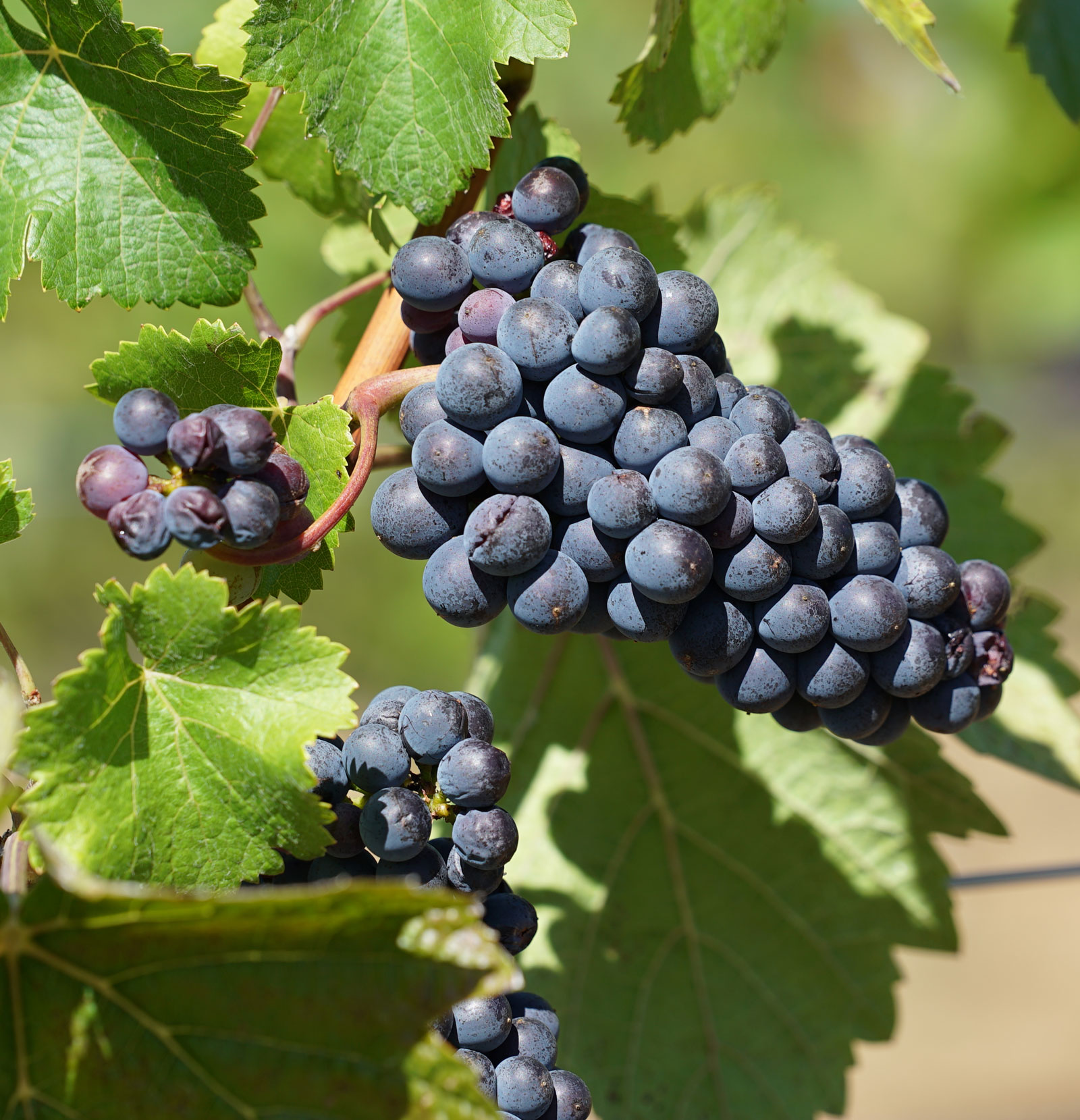 Pinot Noir grape clusters