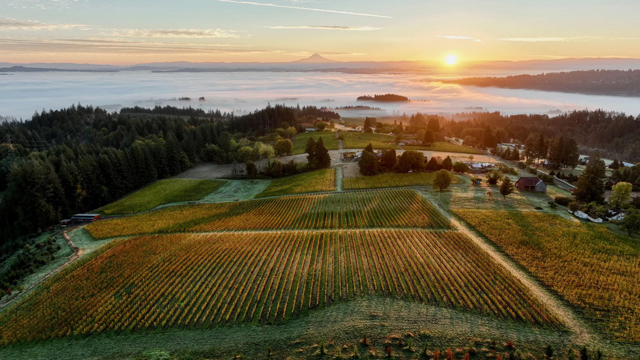 Beautiful aerial view of fog over the valley and the sun shining over Seiji Estate Vineyard